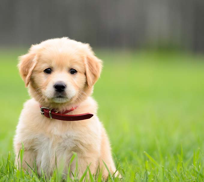 impossibly-cute-puppy-8